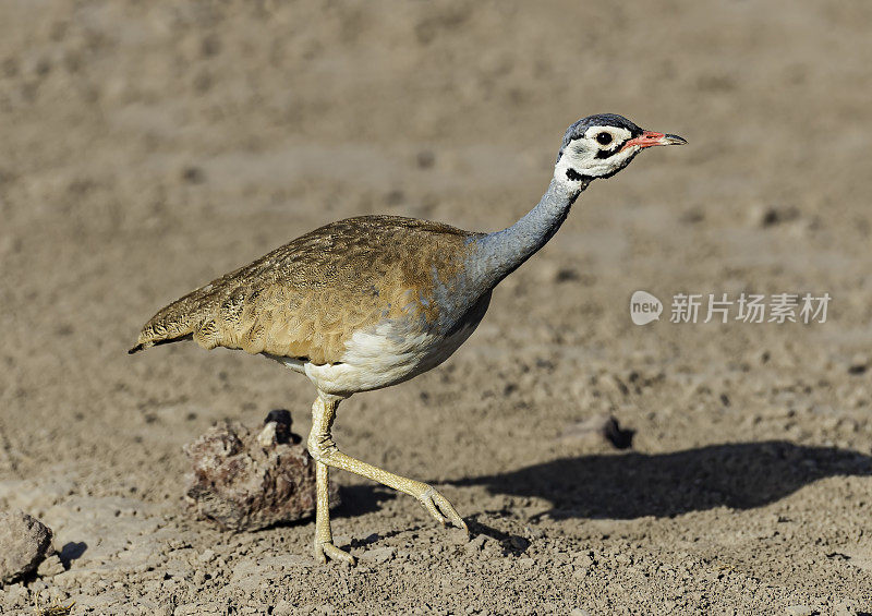 白腹鸨或白腹Korhaan (Eupodotis senegalensis)是一种非洲鸨。肯尼亚安博塞利国家公园。Otidiformes。男性。